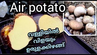 Air potato at home | Dioscorea bulbifera | ഞങ്ങടെ മുറ്റത്തെ അടതാപ്പ്