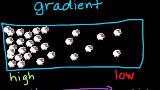 Concentration gradient