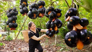 WOMAN Harvesting Black Cashew Hybrid Wax Apple Goes To Market Sell \u0026 Cooking - Farm Life