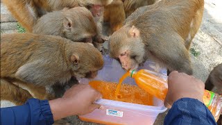 Oh my god ! monkeys are very happy to get mango juice