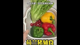 #荷兰猪日常 #除夕快乐 #荷兰猪辅食 每天的沙拉制作哈哈哈