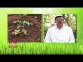 మిద్దెతోట లాభాలు పునర్జీవితం terrace garden benefits in telugu hmtv agri