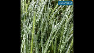 Gefrierender Regen im Sauerland (11.05.2020)