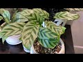 calathea collection 2021 houseplant tour