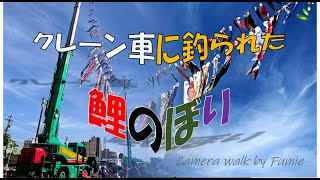 クレーン車に「釣られて」およぐ鯉のぼり