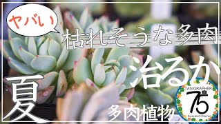 【多肉植物】暑さで枯れそうな多肉！まだ間に合うか救出作戦！