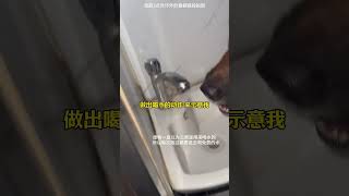 德牧其实也没那么聪明！！！ 不养狗不知道养狗的乐趣 德牧奔奔 萌宠出道计划