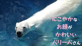 【しろくまバリーバ】キレイなお水でプール遊びするバリーバさん♪　2022/6/4　とべ動物園