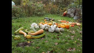 Fraternités Ouvrières - 2018 12 - Au jardin d'Aalbeke - La culture des courges sans chichi