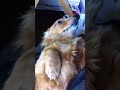 撫でるのを催促する犬