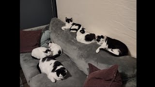 How We Accidentally Adopted 6 Black and White Cats (Repost with Music) (Please Read Description!)