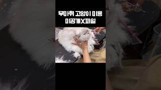 무마취 고양이 미용 미공개X파일 #고양이 #고양이미용 #고양이일상 #고양이브이로그 #애견미용 #애견미용사 #귀여운영상 #shortsvideo #shorts #구독 #좋아요