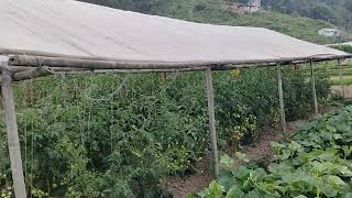 Tomatoes Farming at serephat Lalitpur Nepal