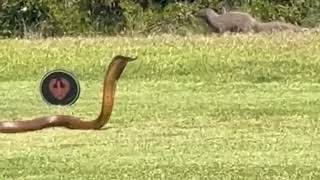 King Cobra on a Golf course fleeing from a Mongoose... 😬😬😬 #KingCobra #Mongoose #Goalf #USA #Snake