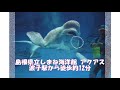 【島根県】動物園・水族館情報3スポット