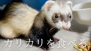 【ARMR風】フェレットがご飯を食べる姿は意外と野生っぽい【ferret#1745】