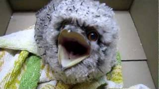 Tony Frogmouth Screaming Bird with Big Mouth