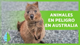 7 ANIMALES en PELIGRO de EXTINCIÓN en AUSTRALIA 🐬⚠️