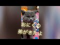 ブリティッシュショートヘアの子猫がやってきた♥️生後60日　 猫　 お迎え　 ブリティッシュショートヘア　 ハチワレ　 癒し　 人が大好き　 小さい　 おにく　 弟