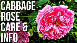 Cabbage Rose Care And Info | How To Plant Cabbage Roses | Cabbage Rose Plant Guide