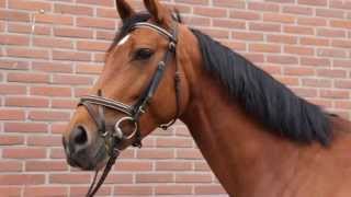 Alle pony's en paarden van Manege de Barlo