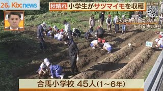 実りの秋　小学生がサツマイモを収穫