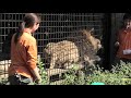 大牟田市 動物園 ハズバンダリートレーニング ガイド ライオン 編 映画 「 いのちスケッチ 」 応援特別企画