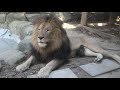 大牟田市 動物園 ハズバンダリートレーニング ガイド ライオン 編 映画 「 いのちスケッチ 」 応援特別企画