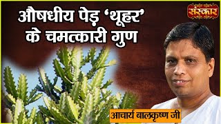 औषधीय पेड़ 'थूहर" के चमत्कारी गुण | Benefits of Thuhar | Acharya Balkrishna Ji | Sanskar TV