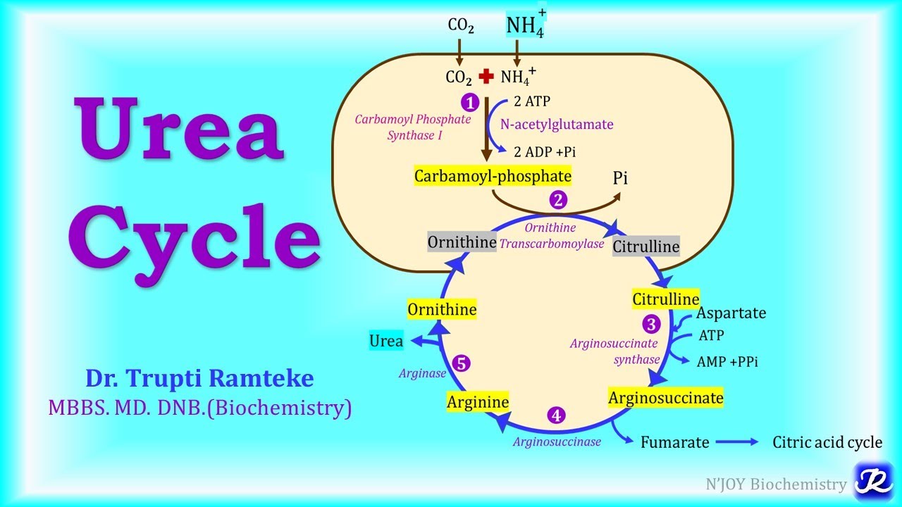 5: Urea Cycle | Amino Acid Metabolism | Biochemistry | N'JOY ...