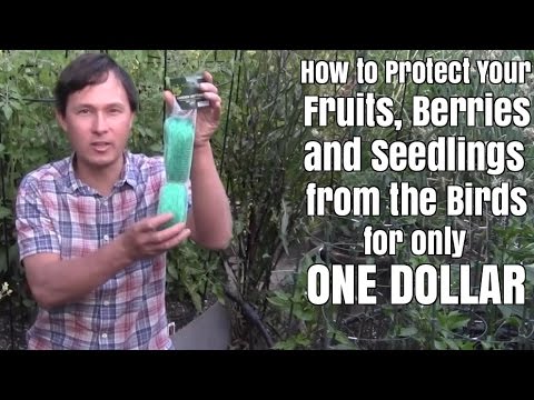 How to Protect Your Fruit from the Birds for One Dollar How to Protect Your Fruit from the Birds for One Dollar