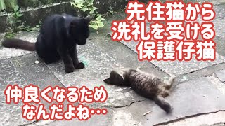 先住猫から洗礼を受ける保護子猫【表庭のクロスケとナイコ】⑫