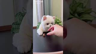 cute dog funny video  viral 😂🤣 #shorts  😂 TikTok #trending #foryou #viral #tiktok