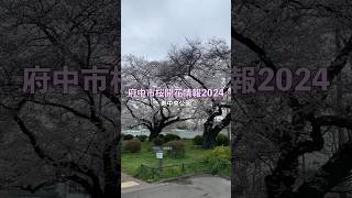 府中市桜開花情報2024〜寿中央公園〜 #府中市 #桜 #shorts #寿中央公園