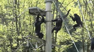 ナナ vs. サクラ ナナ対サクラ チンパンジー 多摩動物公園