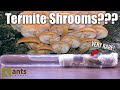 My PET TERMITES Are Growing MUSHROOMS | Farming of a Rare Termite Fungus