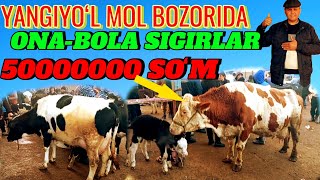 YANGIYOʻL MOL BOZORIDA ONA -BOLA SIGIRLAR SOTILADI 50000000 MIL 🐄💯