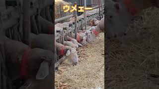 【石狩ひつじ牧場】ゴボウを食べる奥様羊たち