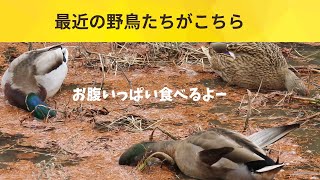 最近の野鳥たち Recent wild birds