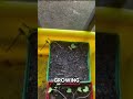 Day 40 of growing cabbage #growingveg #growingvegetables #gardening