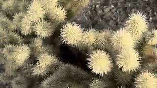 AZ Plant Reviews - Teddy Bear Cholla (Cylindropuntia bigelovii)