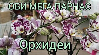 20.02.21.ОРХИДЕИ и не только в Оби Мега Парнас.