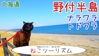 【猫と旅行】野付半島は死の大地、だが快晴【北海道】