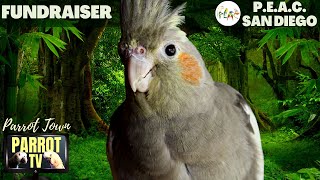 Bird Room Buddies | Keep Your Parrot Happy with Bird Room Parrot Sounds | Parrot TV for Birds🦜
