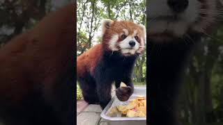 My panda eat apple delicious 🐼❤️#shortvideo