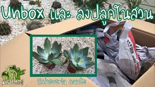 Unbox และลงปลูก Echeveria cante ในสวนกระบองเพชรกลางแจ้ง | MookCactus