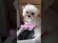 マルペキ 【主を独り占めしたい】 マルチーズ ペキニーズ mix犬 shorts