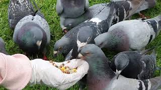 Hungry pigeons