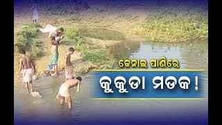 17 | 03 | 2020 | JNE ODIA: ନୂଆପଡାରେ କୁକୁଡା ମଡକ