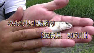 のんびり小鮎釣り　【知内川】